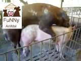Ani Humping pigs funny animal Funny Pranks and  New Funny Videos