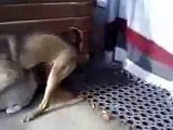 Dog Cat Mating New Video