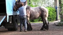 Horse breeding 3 - Belgian draft horse mating