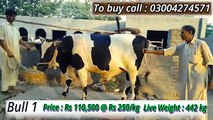 2015 Qurbani Bulls Good Price by Weight, Achi Qeemat Mein Qurbani