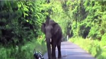 Rampaging Elephant Disrupts Traffice Chase Biker In India