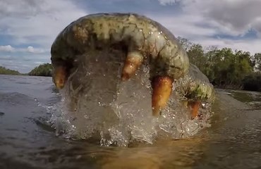 Voilà ce que ça fait d'être dévoré par un crocodile