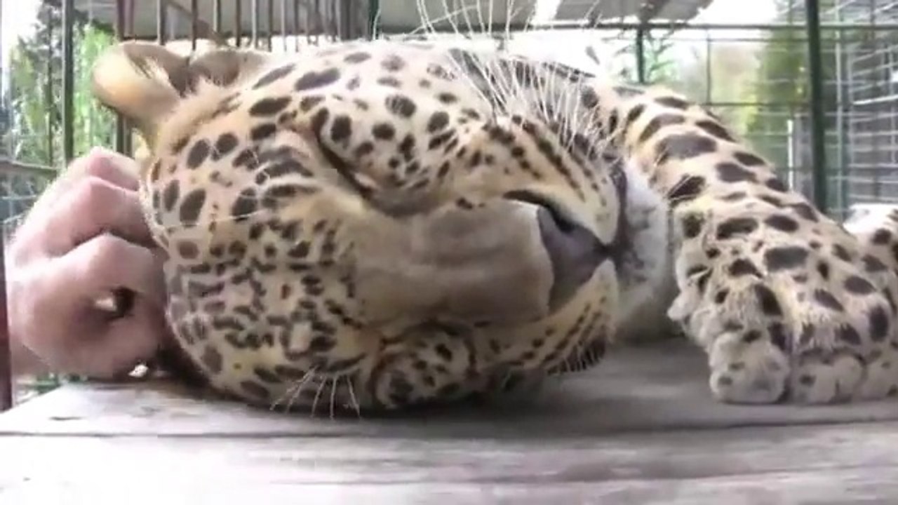 Мурлыкающий леопард!