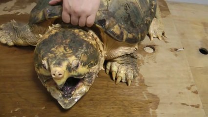 巨大ワニガメパイナップル斬り Alligator snapping turtle snaps a Pineapple off