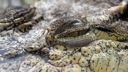 Creepy crocodile blinking with three eyelids