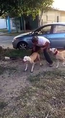 OMG watch this dog it s briliant,must watch