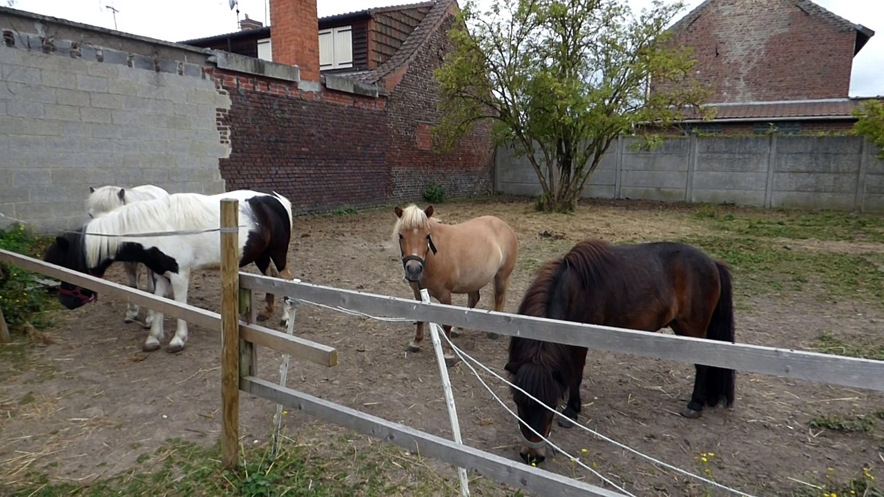 poneys