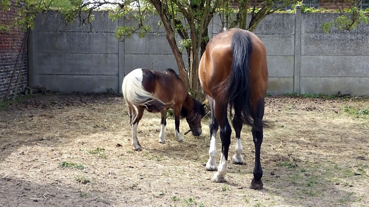pico et poussette