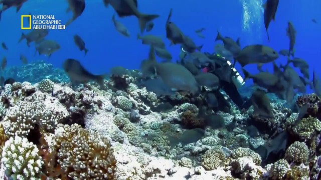 خاص القروش HD : أسماك قرش جزيرة ايستر المفقودة