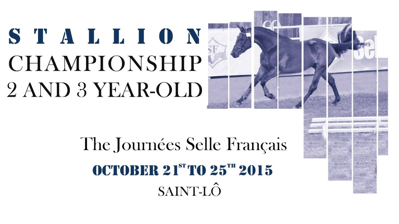 Stallion Championship 2 & 3 years old 2015 - Teaser