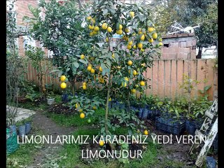 LİMON KARADENİZ YEDİVEREN SAKSİLİ KAPIDA ÖDEMELİ. MAİL. aycomtr@hotmail.com
