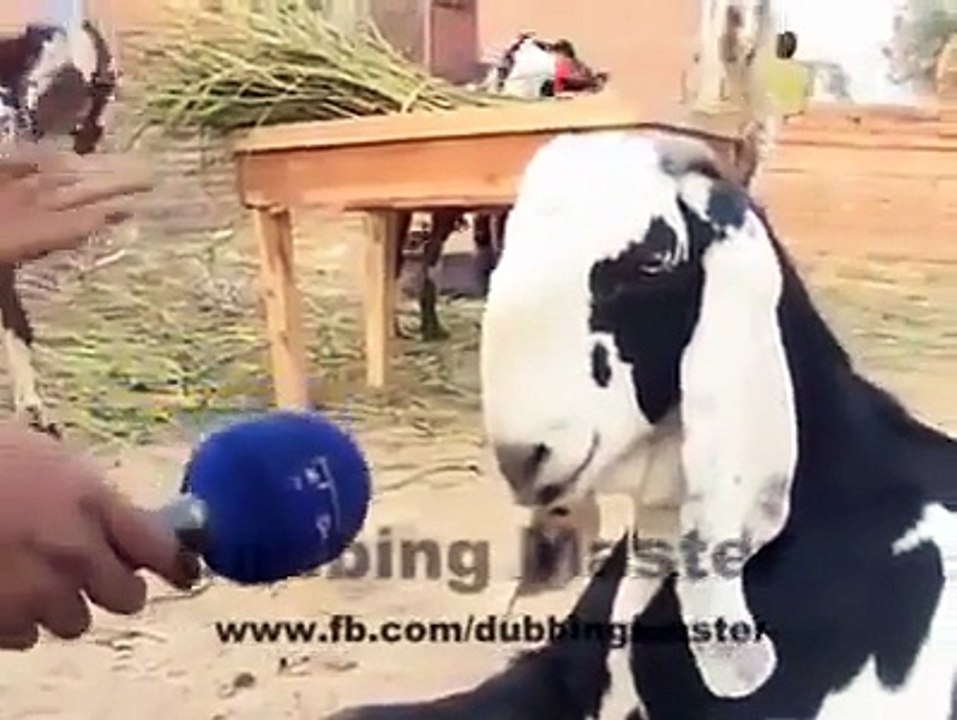 Bakra Mandi latest Dubbing