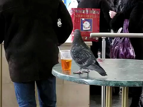Pigeon drinking tea