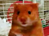 Harry the Hamster and friends compilation of naughty swearing talking animals