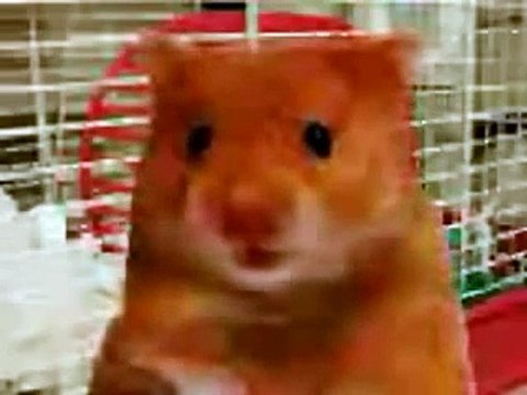 Harry the Hamster and friends compilation of naughty swearing talking animals