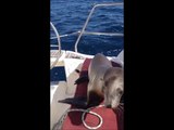A baby Sea Lion pays a couple on a boat a surprise visit.  What happens next is truly EXTRAORDINARY!