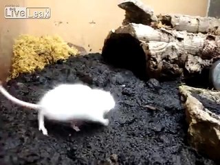 *Theraphose Blondi VS Mouse*  -Live Feeding-