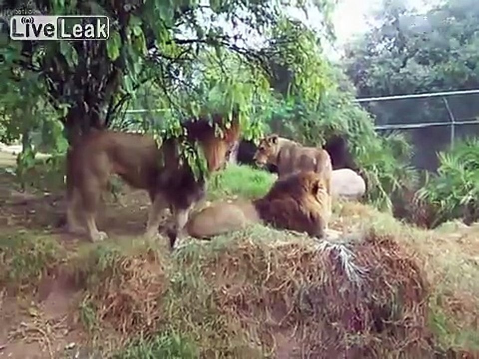 Gay Lions.