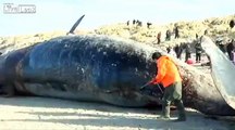 Whale Explodes In Man's Face