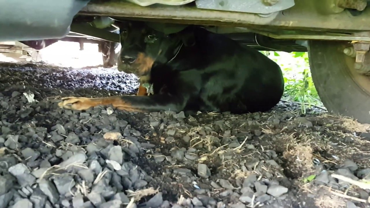 Un homme nourrit à la main un Rottweiler terrifié et mal en point. Pauvre chien