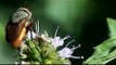 Une mante religieuse dévore la tête d'une mouche vivante... FLippant