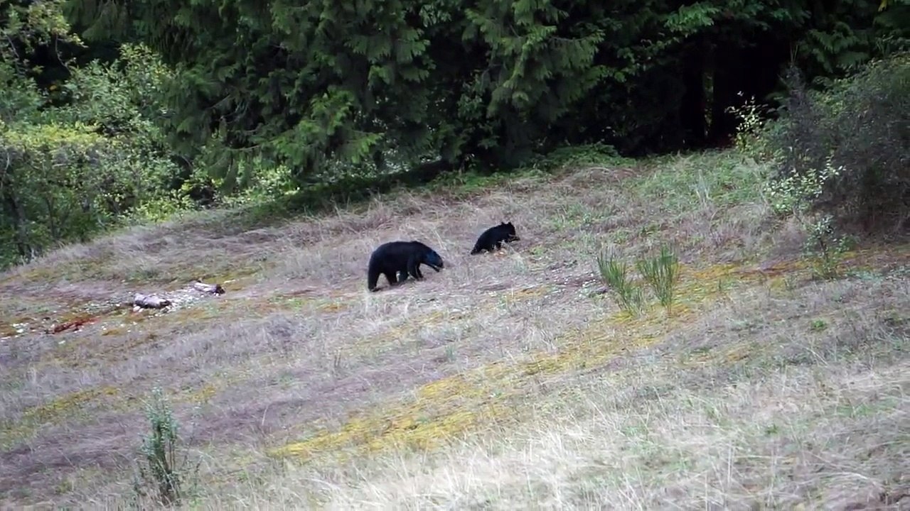 Canada : un ours à la tête bleue filmé par un automobiliste