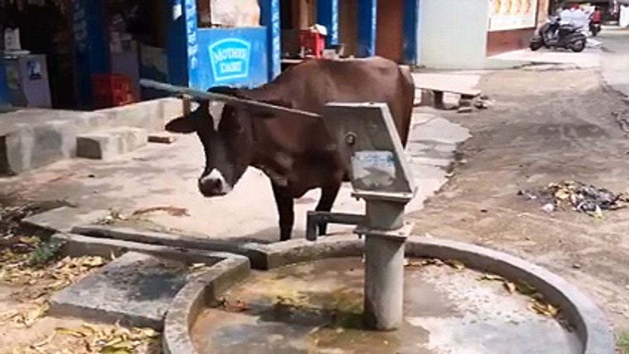 سبحان ربي الذي علم البشر والحيوان تفرج ومتبهمش