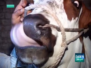 'Asia No 1' 4000000 demand for Sacrificial Bull