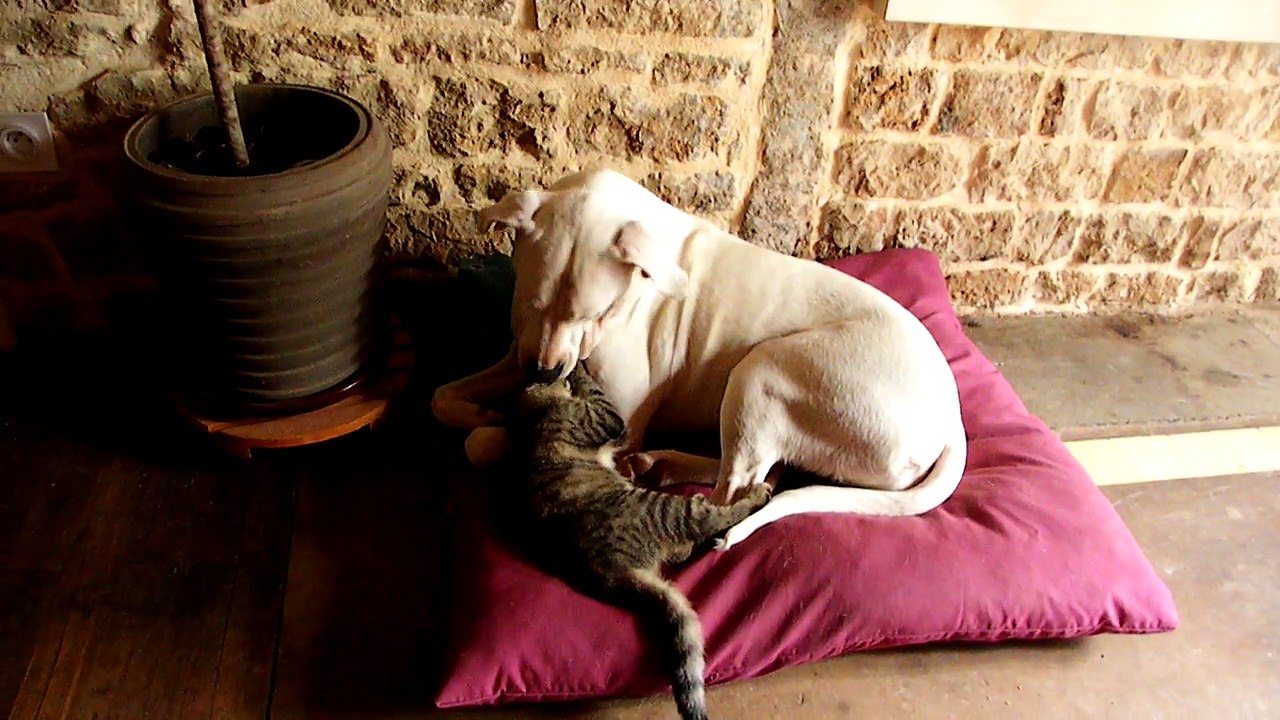 Yallah et son nouveau pot de colle