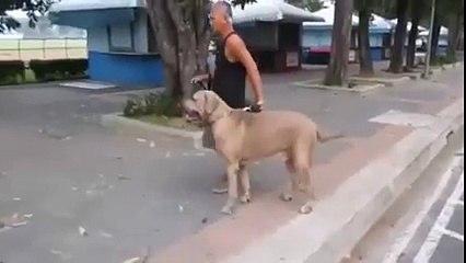 Yavrusunu Koruyan Cesur Kedi ..