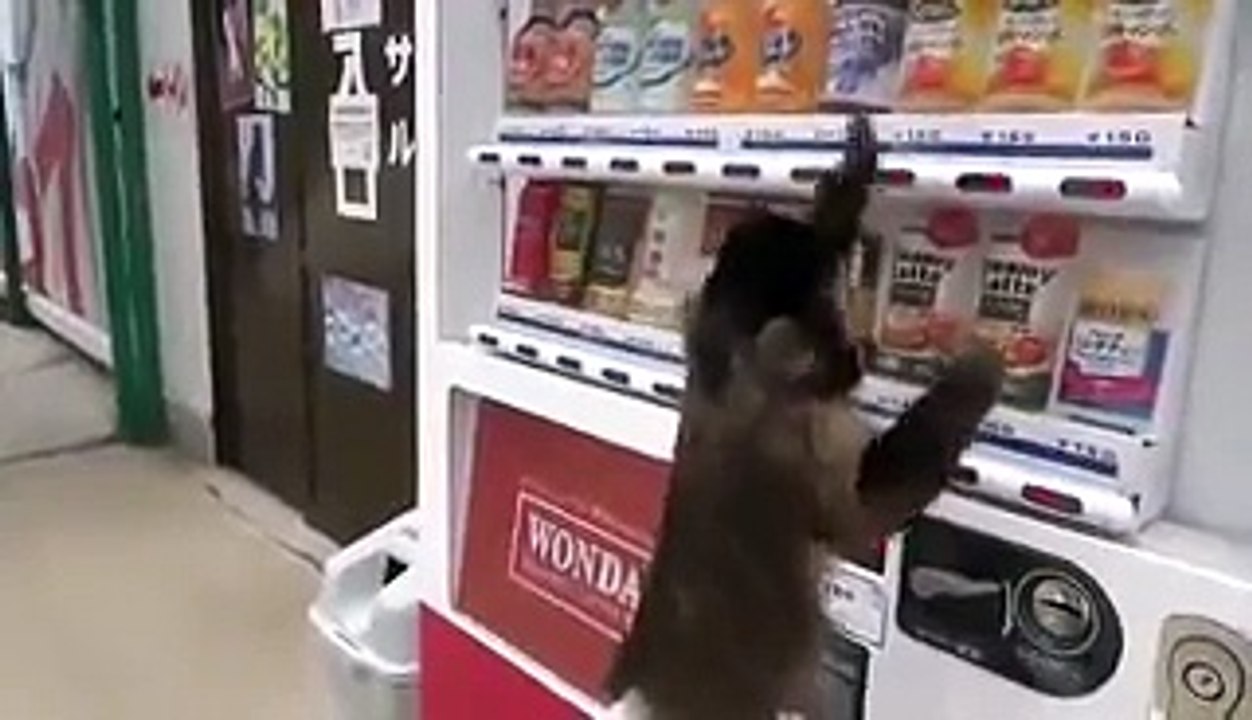 monkey funny video clips 2015 Monkeys lawlessness _funy