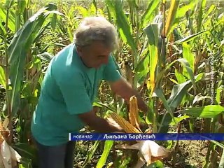 Odličan rod kukuruza, 17. septembar 2015. (RTV Bor)