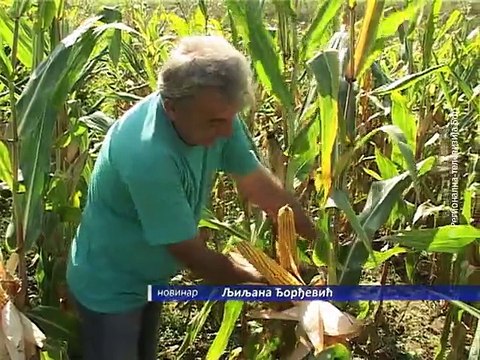 Odličan rod kukuruza, 17. septembar 2015. (RTV Bor)
