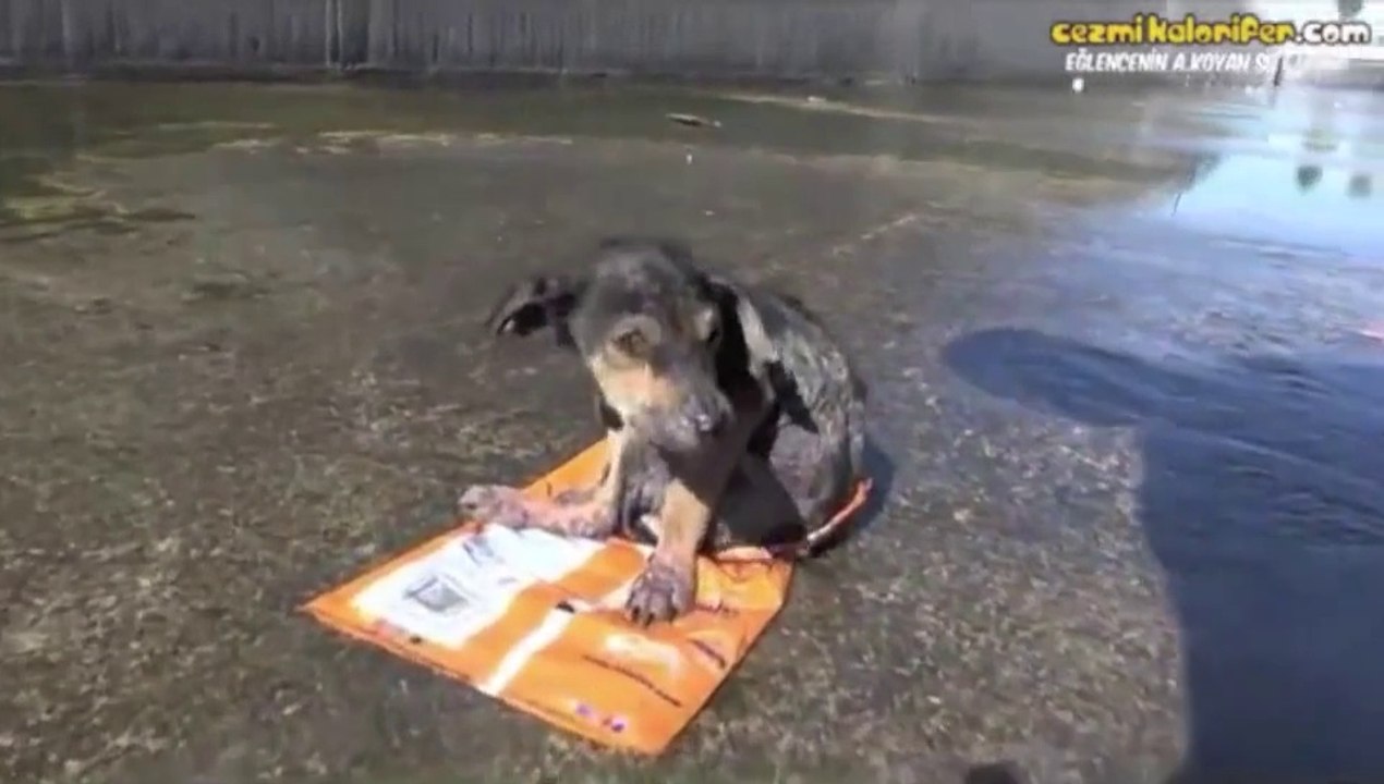 Abandoned puppy rescued by nice guy - So emotional story!!!