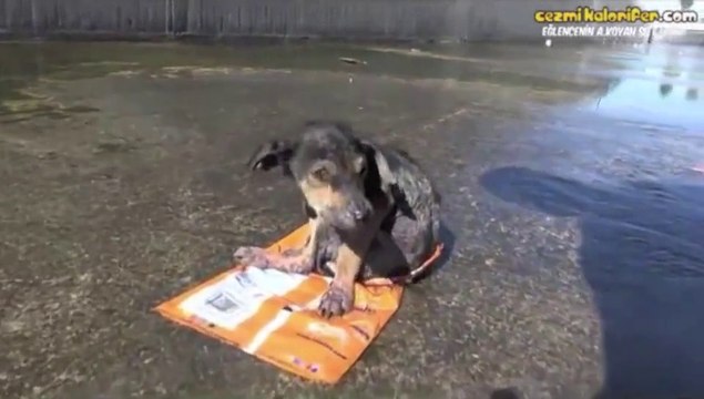 Abandoned puppy rescued by nice guy - So emotional story!!!