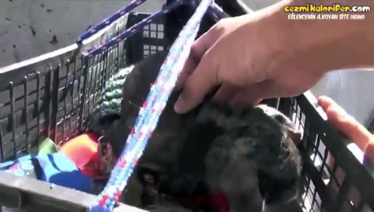 L'histoire émouvante d'un chiot abandonné sauvé par un homme bien.