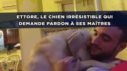 Ettore, le chien irrésistible qui demande pardon à ses maîtres