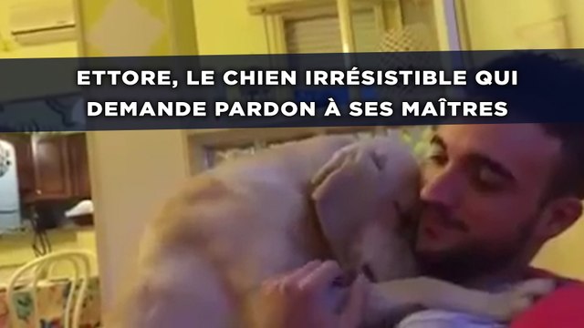Ettore, le chien irrésistible qui demande pardon à ses maîtres