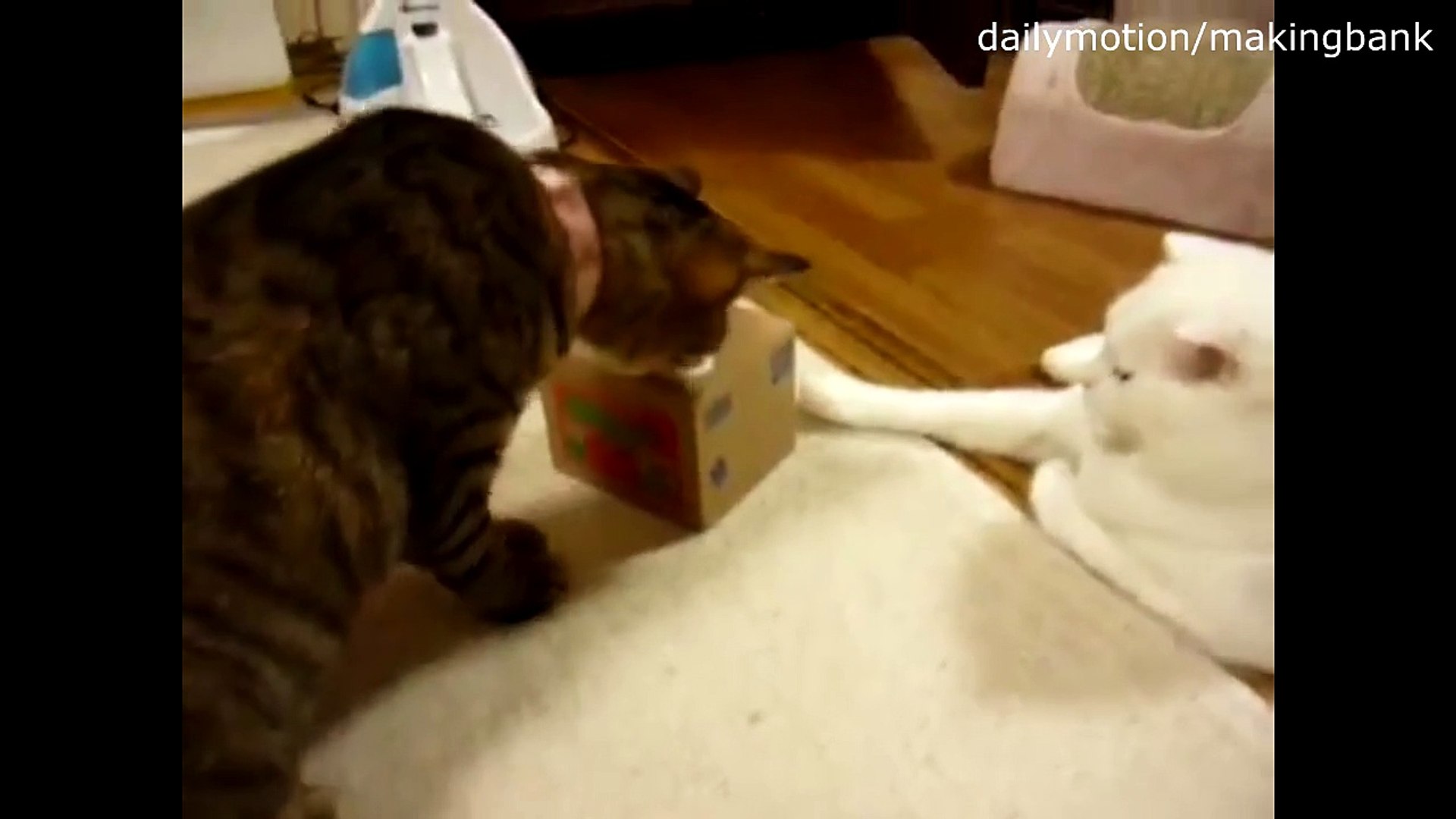 Cat vs Cat bank - Cats react to cat banks
