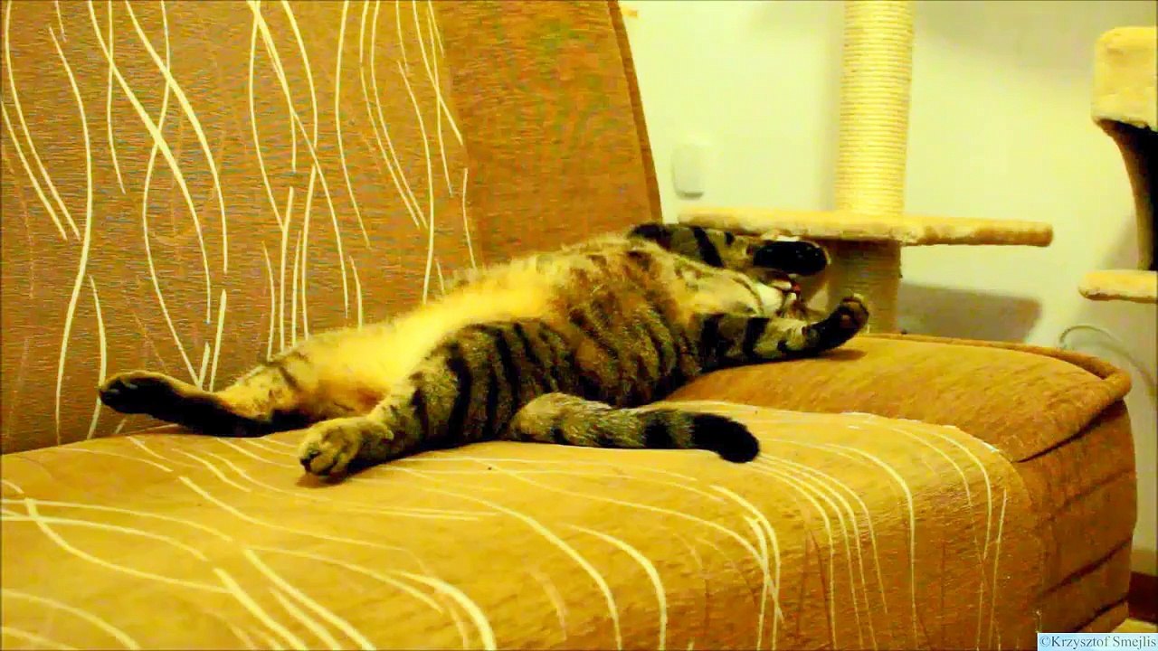 Un chat adore l'aspirateur