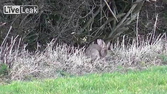 **Rabbit Hunter Sniper Hunting Rabbits!** -Rabbithunt-