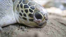 Devuelven al mar de Bali 40 tortugas marinas capturadas ilegalmente
