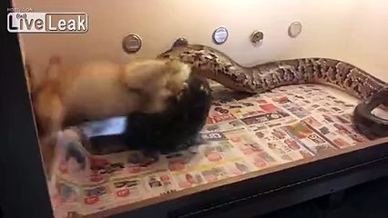 **Burmese Python Constricts Rabbit** [HQ]