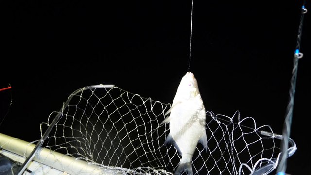 Ночная ловля леща с лодки