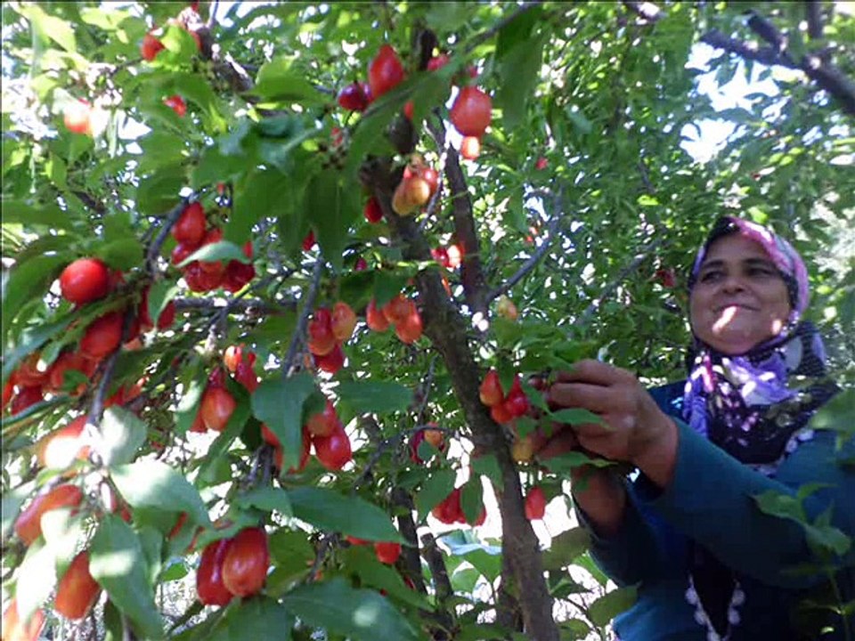 sakarya geyve hocalar köyü