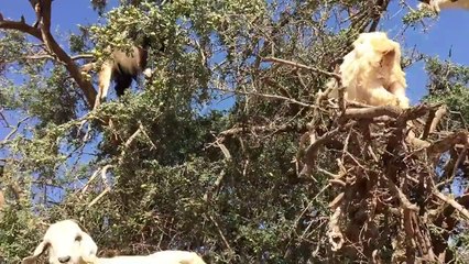 enjoying these goats on the trees amazing scene