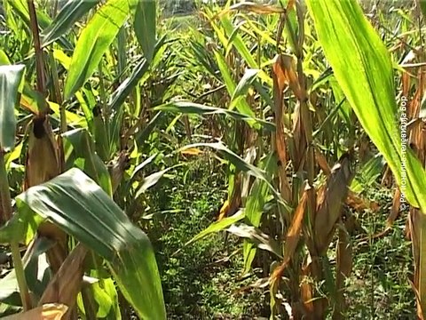 Vesti na rumunskom jeziku, 17. septembar 2015. (RTV Bor)