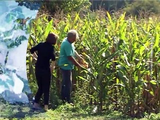 Vesti na vlaškom jeziku, 17. septembar 2015. (RTV Bor)