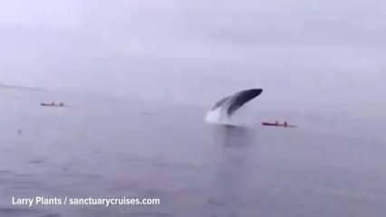 Two Kayakers Were Almost Crushed by a Humpback Whale