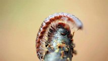 Creepy Crawlies - Letus Ultimate Macro Test  animals